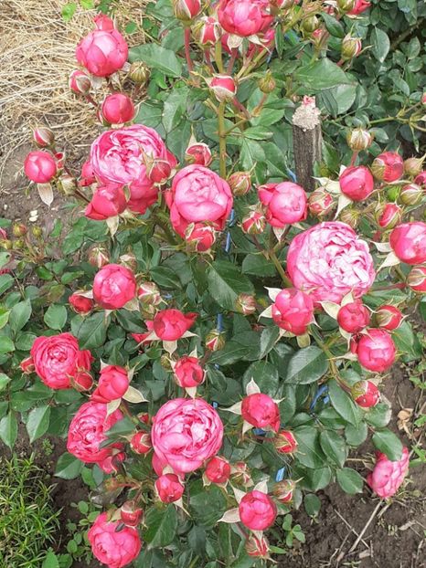  - king George I-floribunda Meilland