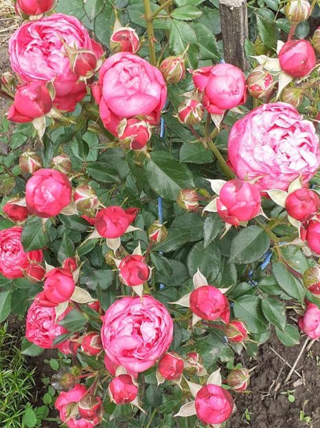  - king George I-floribunda Meilland
