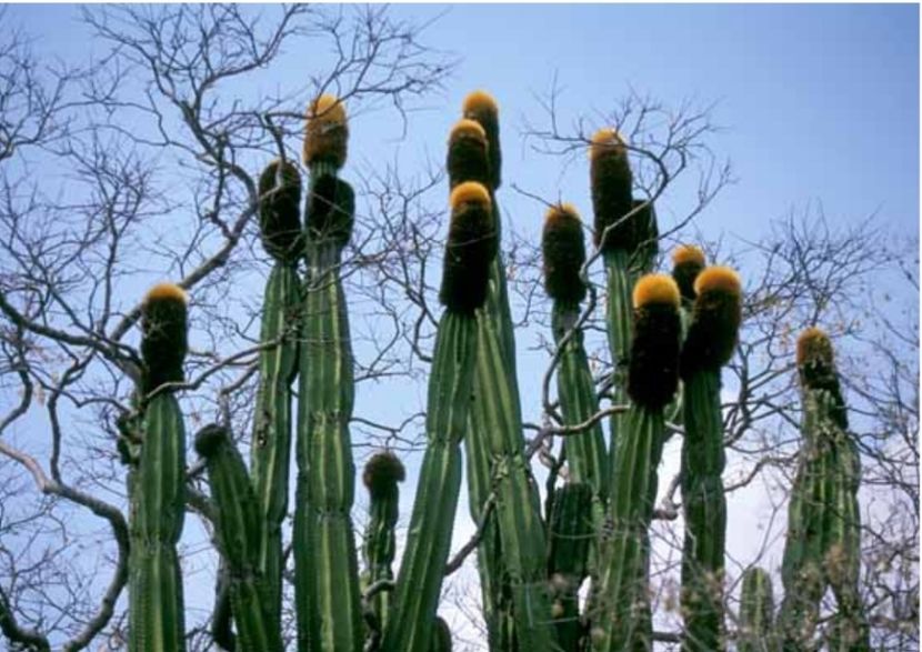  - Pachycereus Militaris