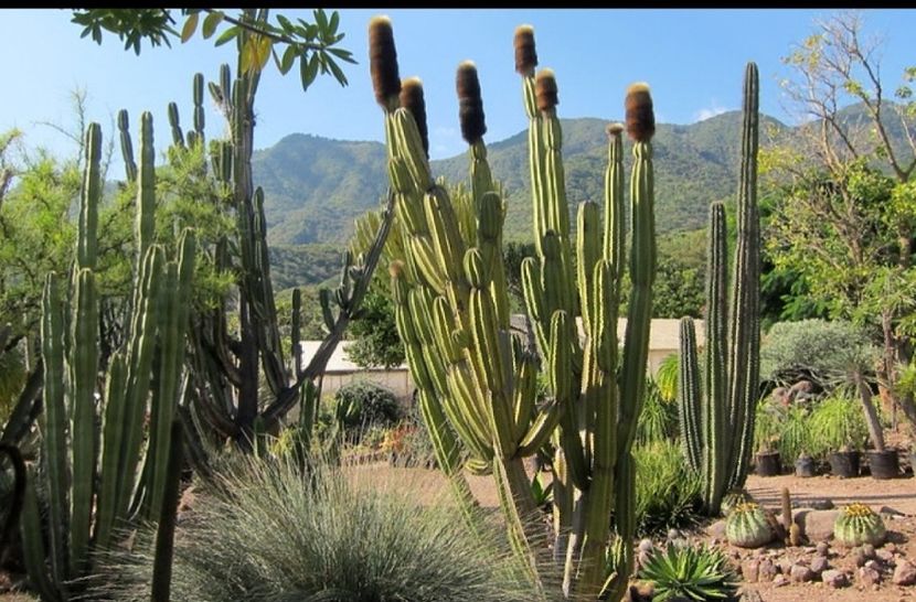  - Pachycereus Militaris
