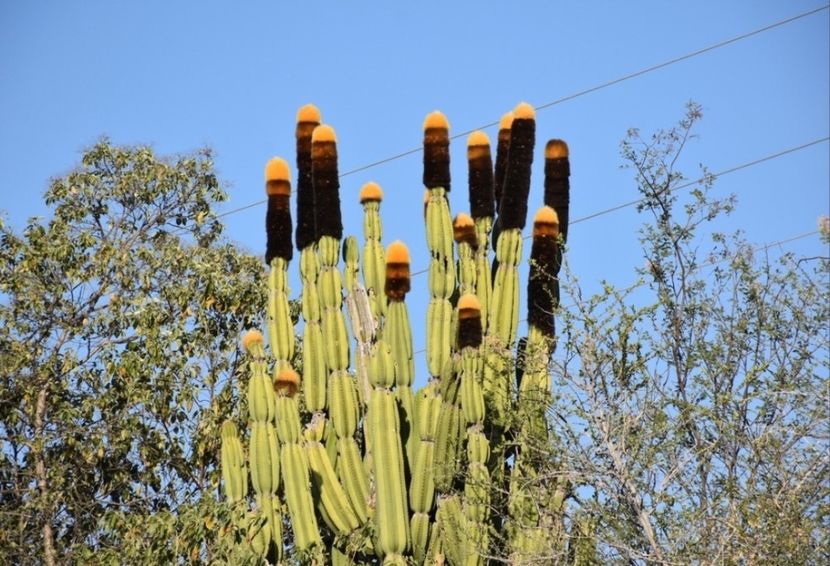  - Pachycereus Militaris