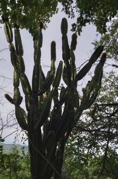  - Pachycereus Militaris