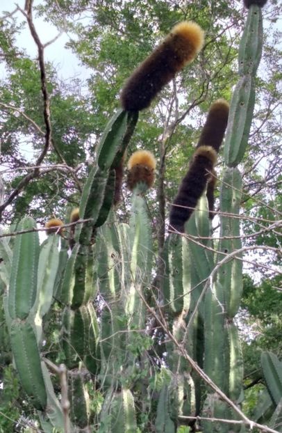  - Pachycereus Militaris