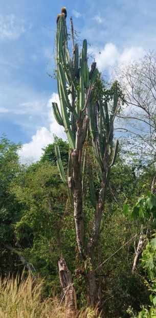  - Pachycereus Militaris