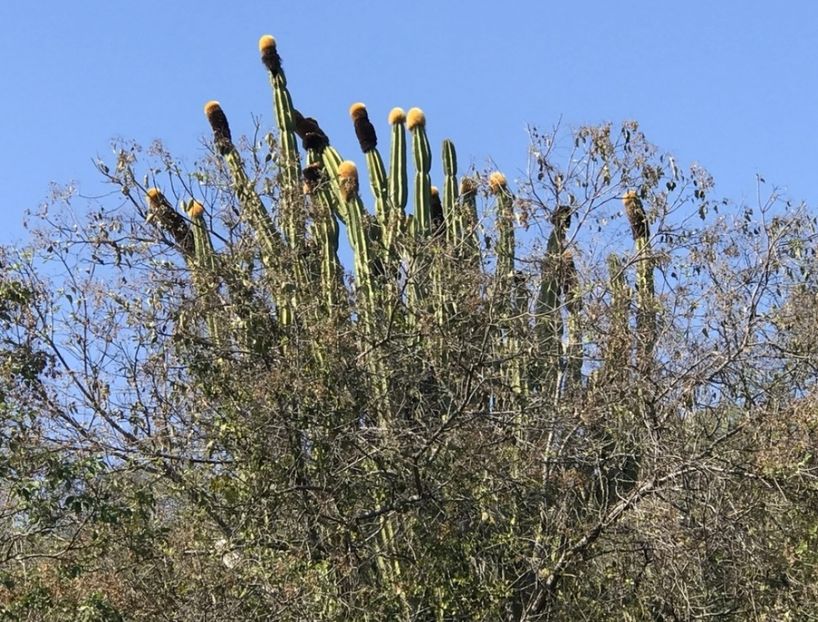  - Pachycereus Militaris