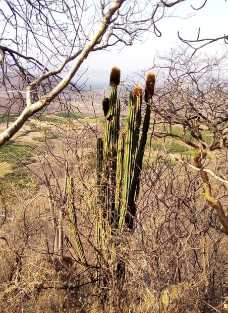  - Pachycereus Militaris