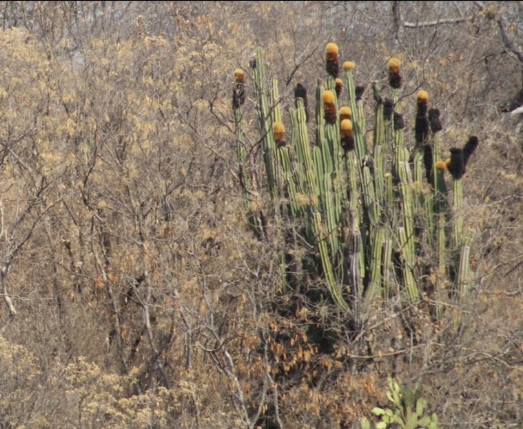  - Pachycereus Militaris