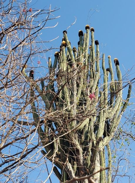  - Pachycereus Militaris