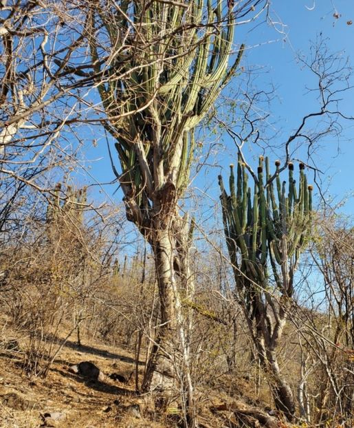  - Pachycereus Militaris