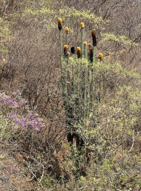  - Pachycereus Militaris