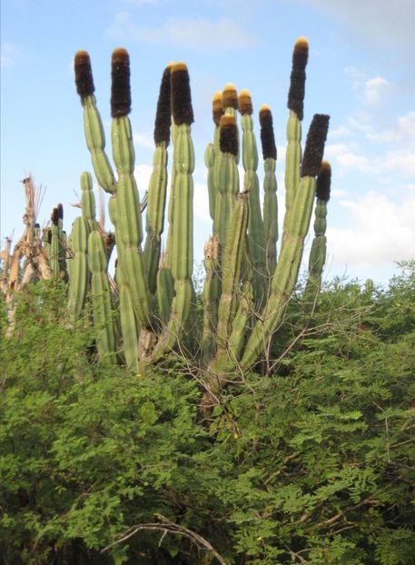  - Pachycereus Militaris
