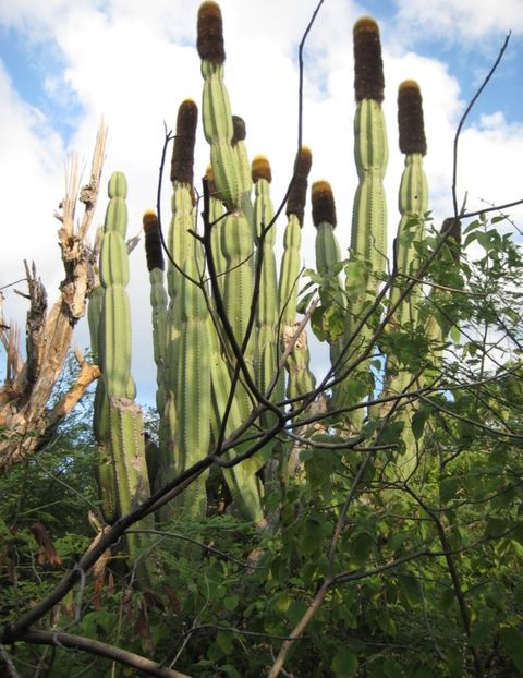  - Pachycereus Militaris