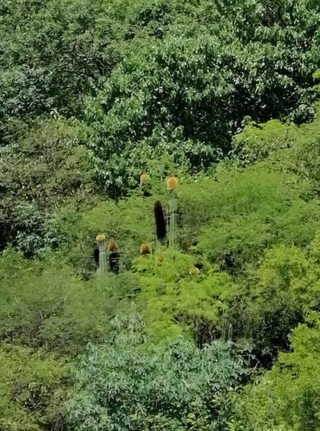  - Pachycereus Militaris