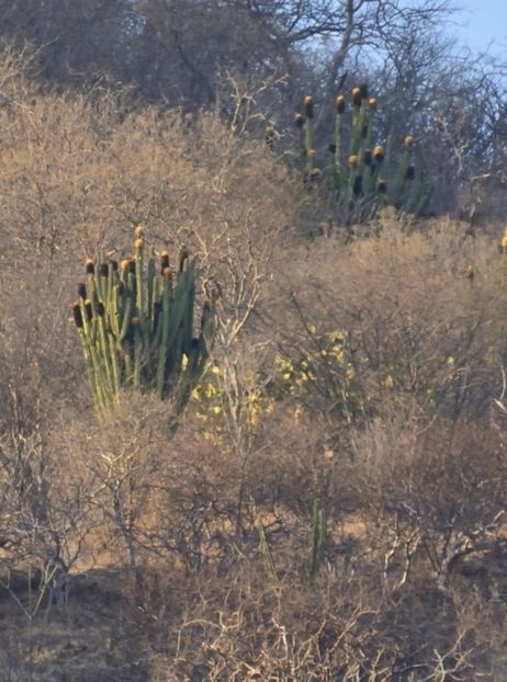  - Pachycereus Militaris