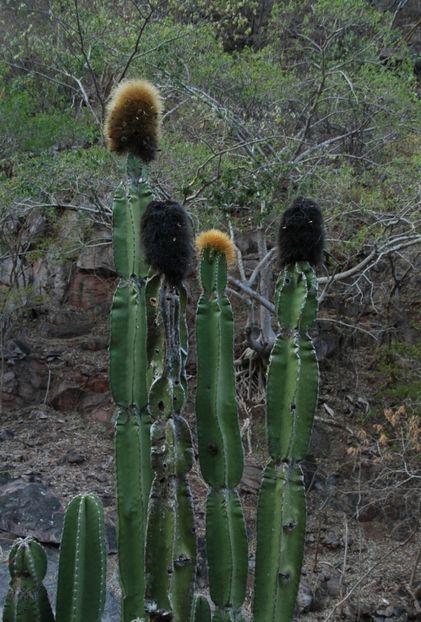  - Pachycereus Militaris