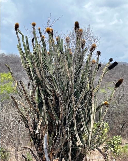  - Pachycereus Militaris
