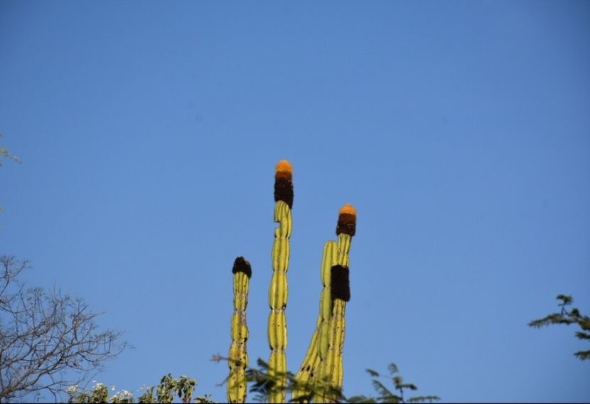  - Pachycereus Militaris