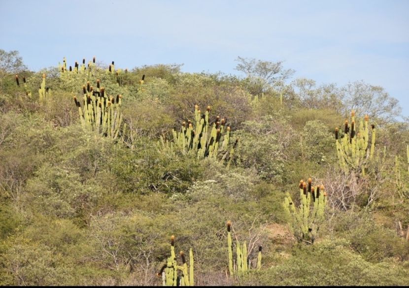  - Pachycereus Militaris
