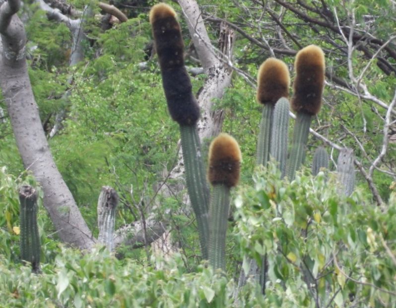  - Pachycereus Militaris