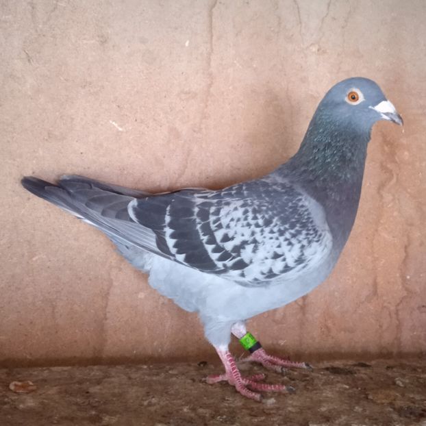 Mascul 23-840 - Stropit