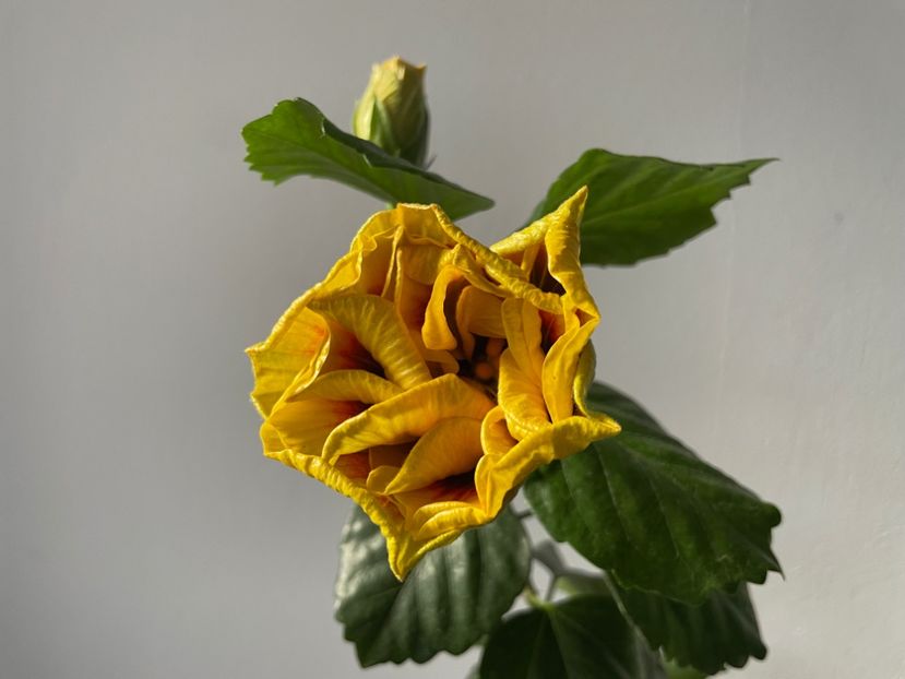  - Chi s garden Forest Rhapsody