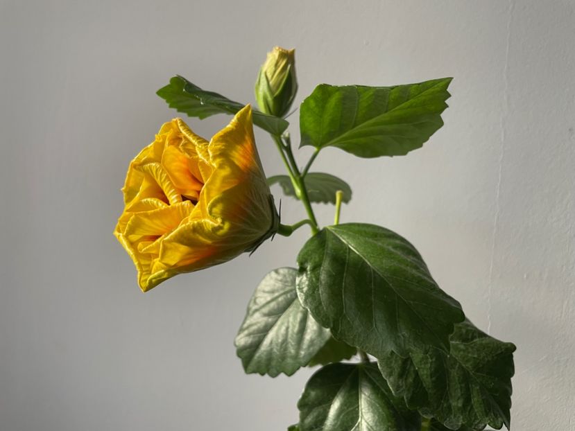  - Chi s garden Forest Rhapsody