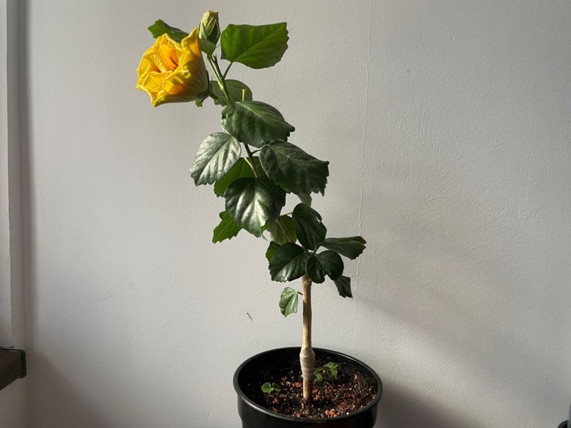  - Chi s garden Forest Rhapsody