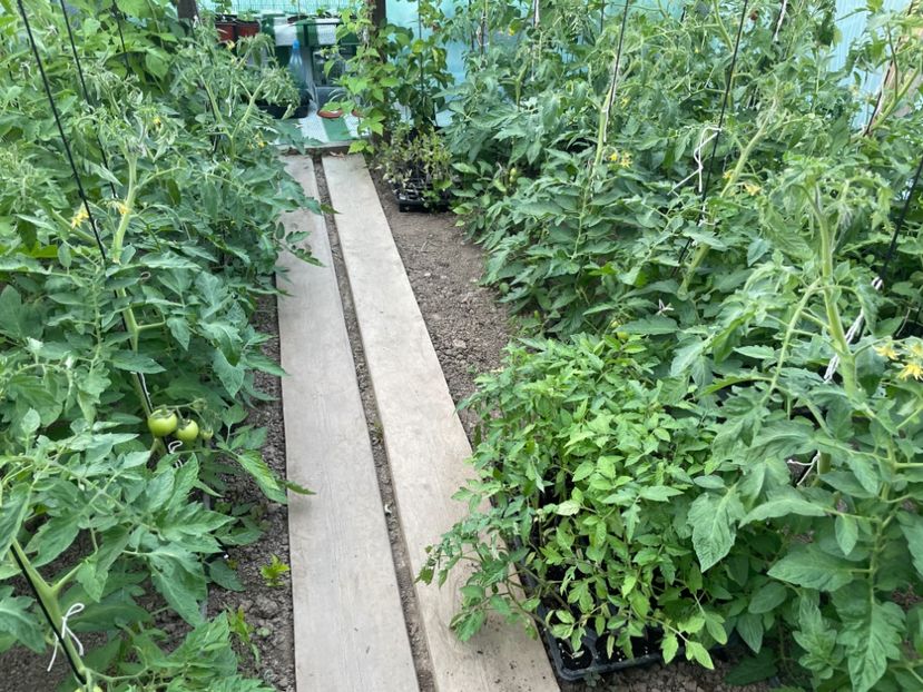  - 001 Gradina de legume 2023-2024-2025