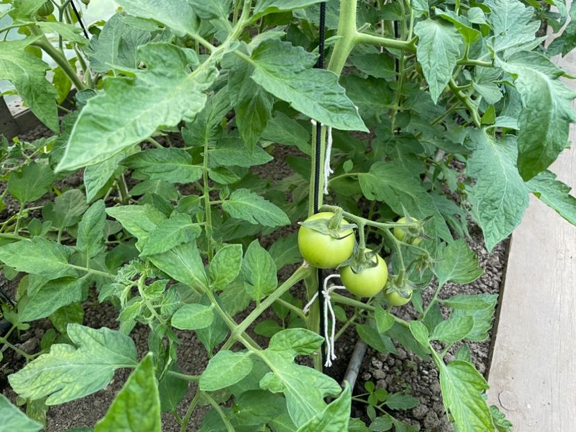  - 001 Gradina de legume 2023-2024-2025