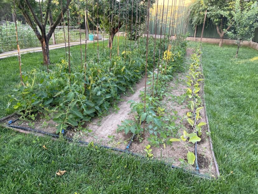  - 001 Gradina de legume 2023-2024-2025