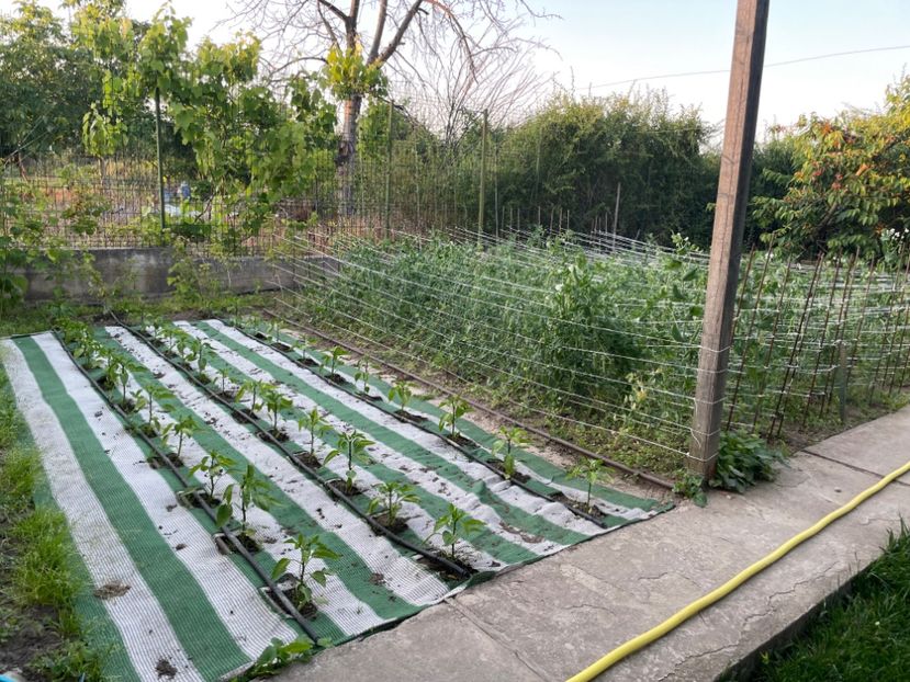 - 001 Gradina de legume 2023-2024-2025