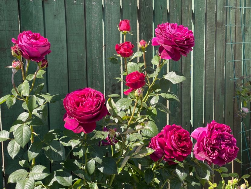  - 001 Trandafiri 2024