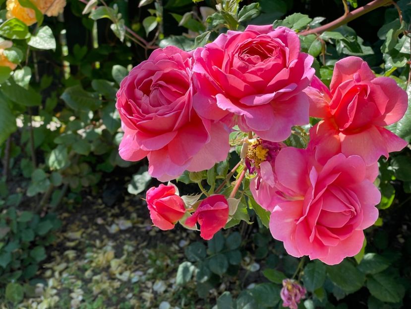  - 001 Trandafiri 2024