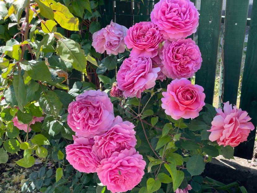  - 001 Trandafiri 2024