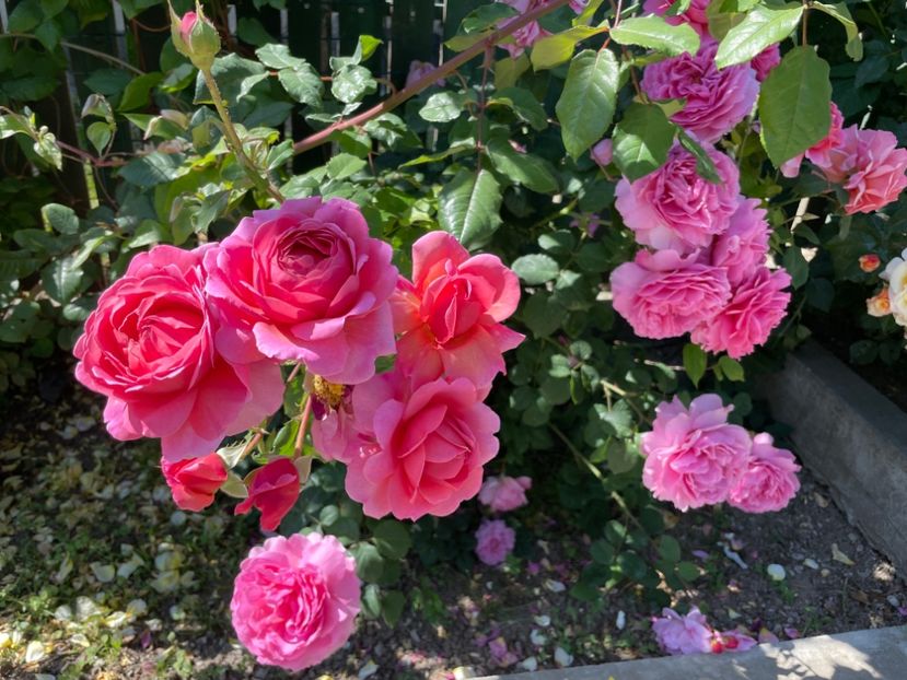  - 001 Trandafiri 2024