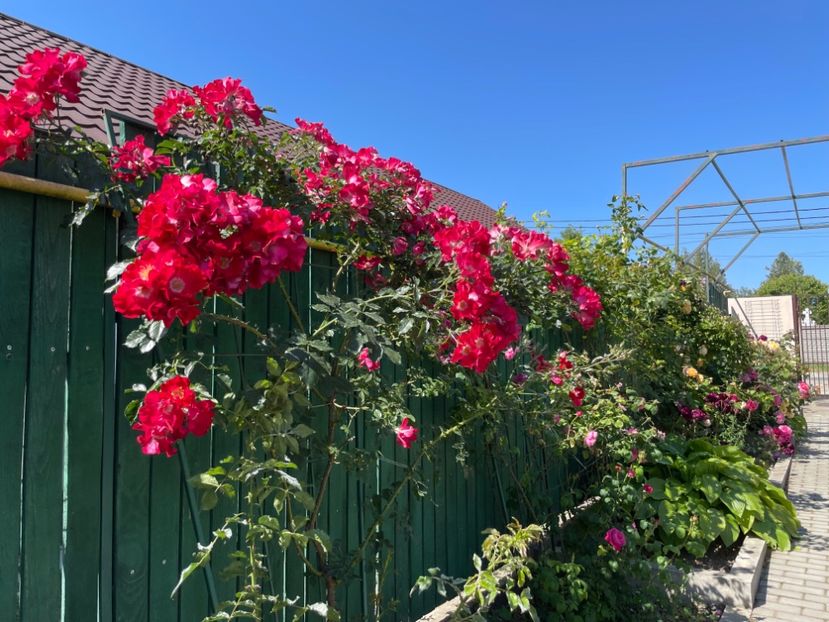  - 001 Trandafiri 2024