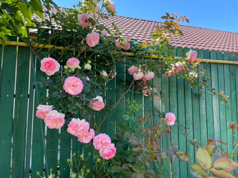  - 001 Trandafiri 2024