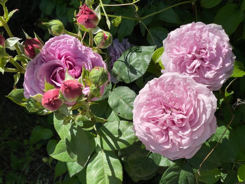  - 001 Trandafiri 2024