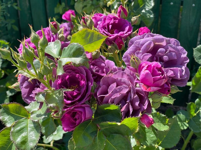  - 001 Trandafiri 2024