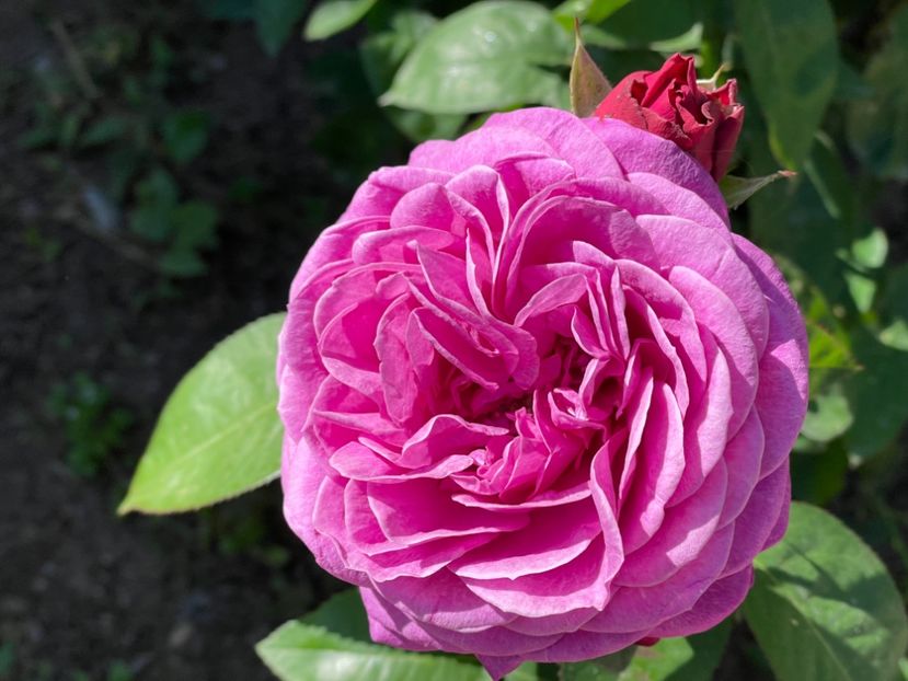  - 001 Trandafiri 2024