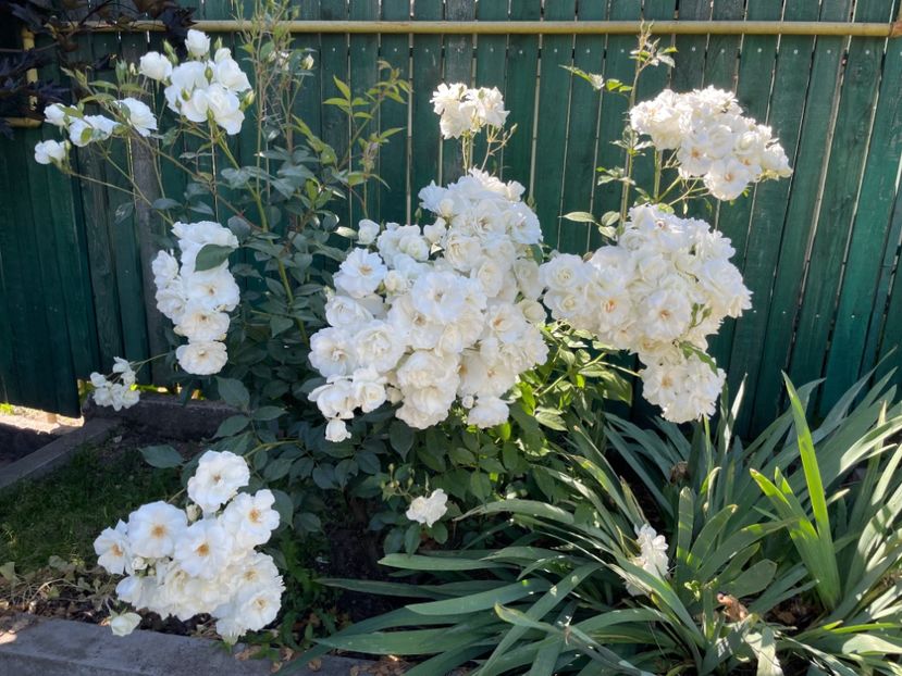  - 001 Trandafiri 2024