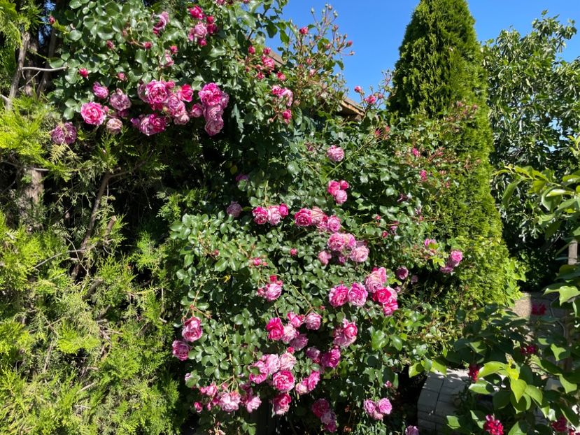  - 001 Trandafiri 2024