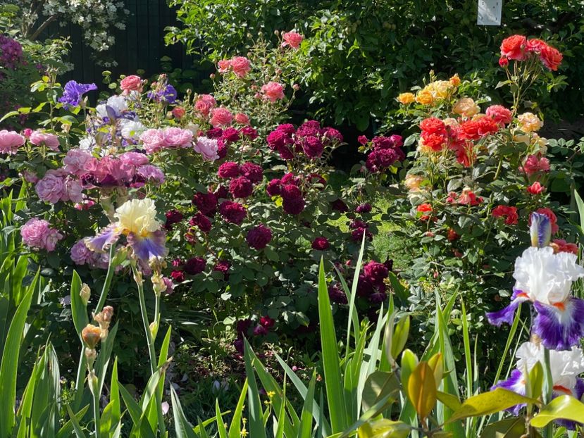  - 001 Trandafiri 2024