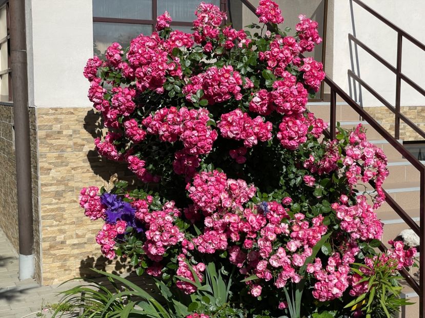  - 001 Trandafiri 2024