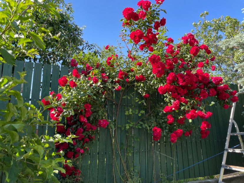  - 001 Trandafiri 2024