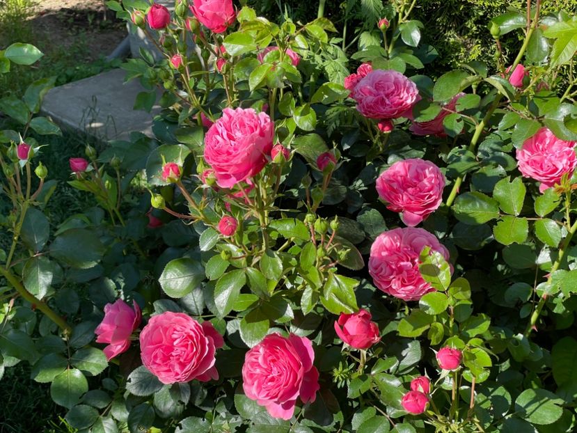  - 001 Trandafiri 2024