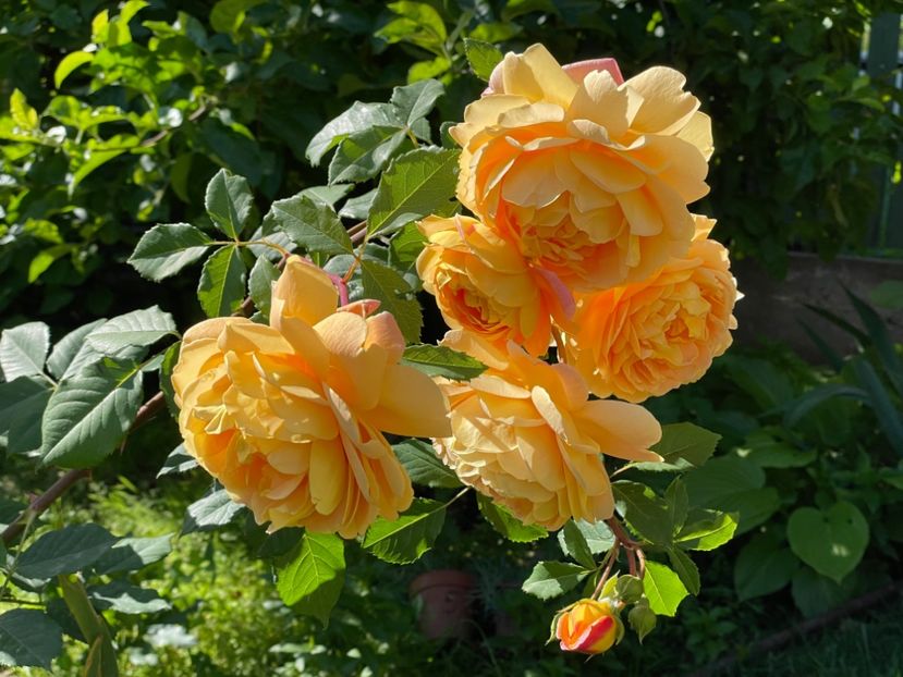  - 001 Trandafiri 2024