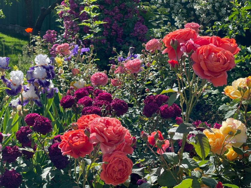  - 001 Trandafiri 2024