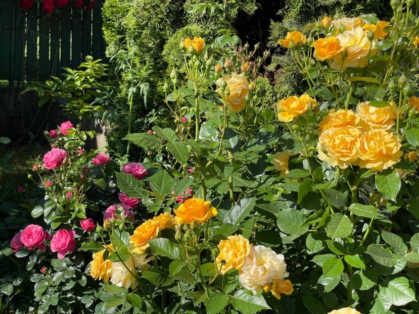  - 001 Trandafiri 2024