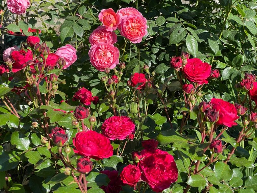  - 001 Trandafiri 2024